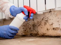 Best Mold Damage Restoration in USA